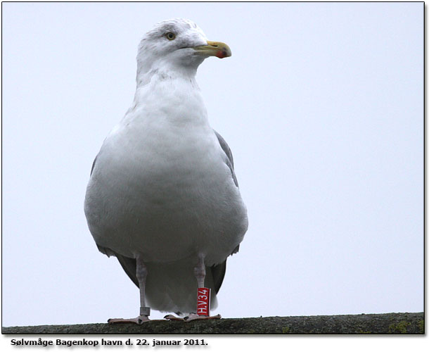 Slvmge Bagenkop havn