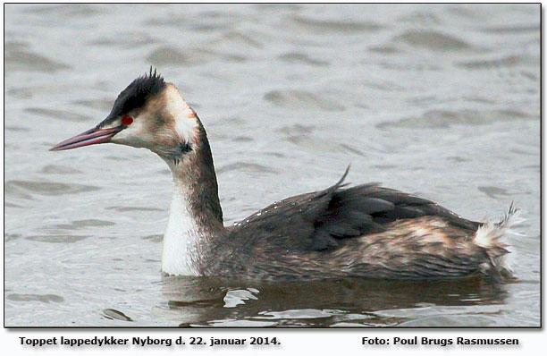 Toppet lappedykker Foto: Poul Brugs Rasmussen