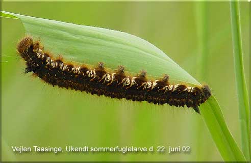 Ikke bestemt sommerfuglelarve Vejlen, Taasinge den 22. juni 02 