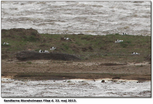 Sandterner ved Filsø bland ynglende Klyder d. 22. maj 2013.