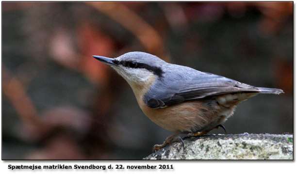 Sptmejse p matriklen, Svendborg