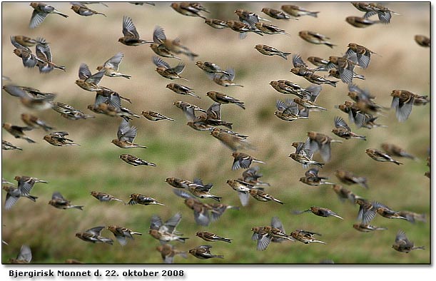 Bjergirisk Carduelis flavirostris, Monnet