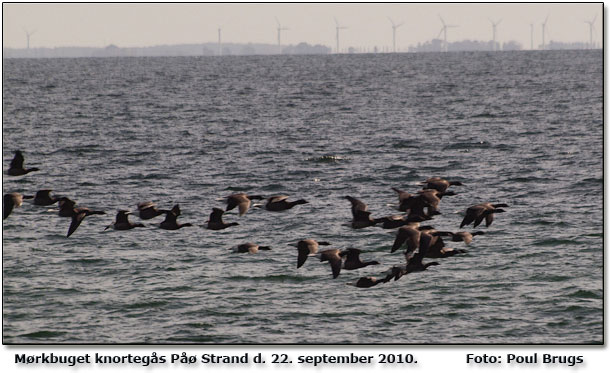 Mrkbuget knortegs p vej til vinterkvarter          Foto: Poul Brugs