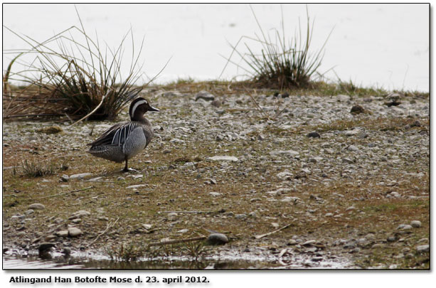 Atlingand Botofte Skovmose d. 23. april 2012.