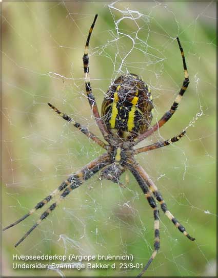 Hvepseedderkop (Argiope bruennichi)s underside.