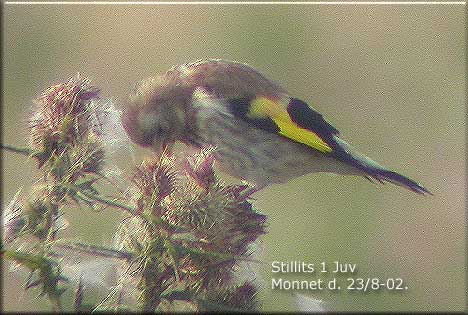 Stillits 1 juvenil fra i r fouragerer p Marktidsel Monnet den 23. august 2002,