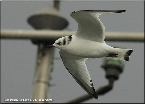 Juv ride Bagenkop havn