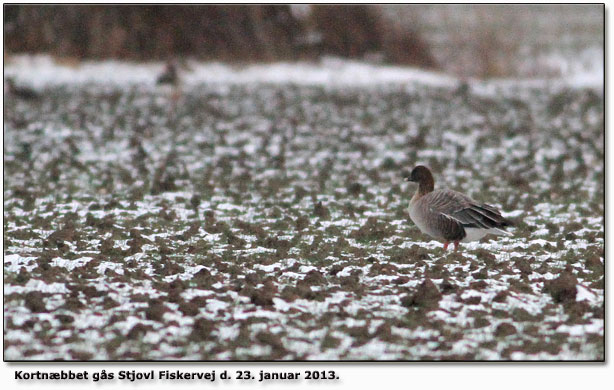 Kortnbbet gs Stjovl