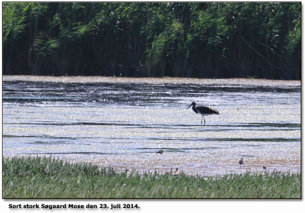 Sort stork Sgaard Mose