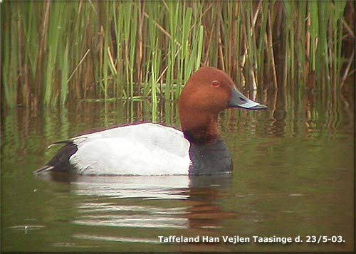 Taffeland Vejlen Taasinge