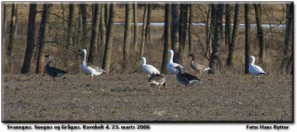 Gs ved Ravnholt                      Foto: Hans Rytter