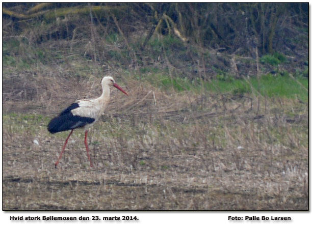 Hvid stork Bllemosen Foto: Palle Bo Larsen