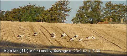 Hvid stork 10 øst for Lundby den 23. sep. 02