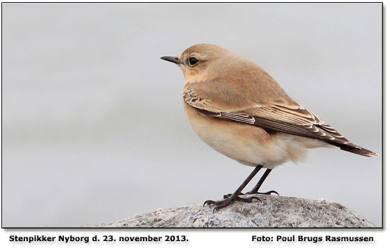 Stenpikker          Foto: Poul Brugs Rasmussen