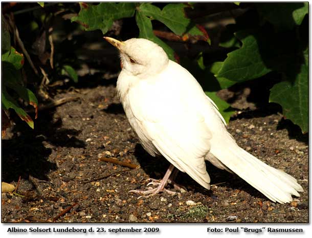 Solsort albino Foto: Poul Brugs