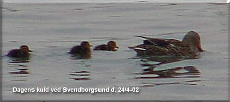 Gråand hun med tre ællinger ved Svendborgsund den 24. april 2002. Hvor lang tid får de?