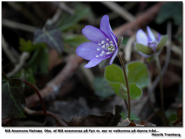 Bl anemone. Obs. om Bl anemones forekomst p Fyn med er er velkomne i denne trd. Henrik Tranberg