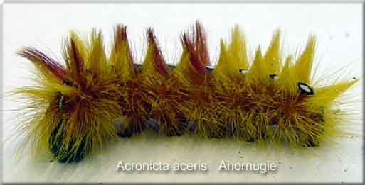 Acronicta aceris Ahornugle