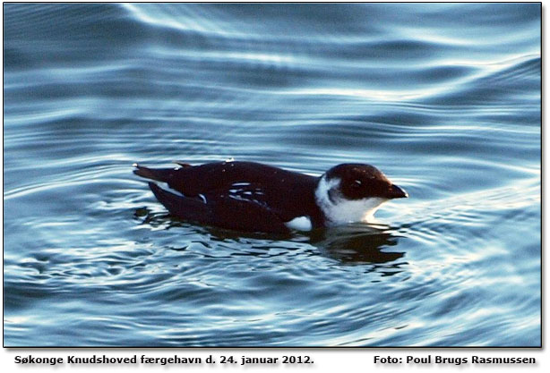 Skonge Knudshoved frgehavn Foto: Poul Brugs Rasmussen