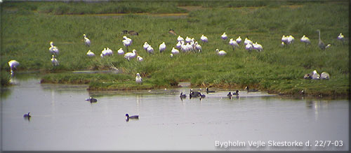 Skestorke ved Bygholm Vejle juli 2003