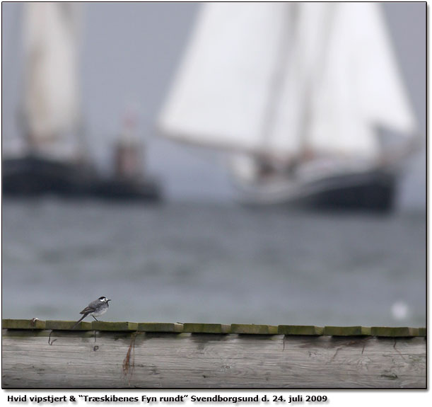 Havrevimpen plus trskibene p Svendborgsund