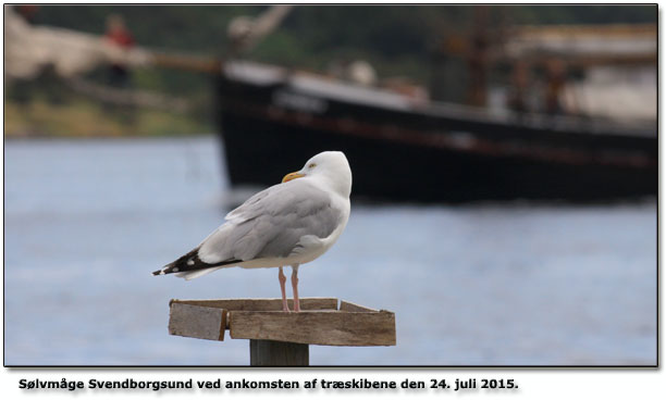 Sølvmåge
