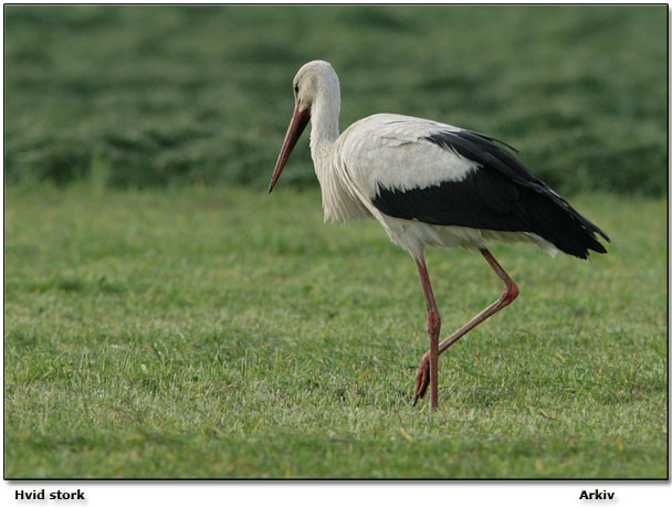 Hvid stork - arkivfoto