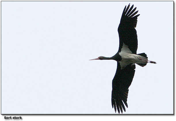 Sort stork - arkivfoto