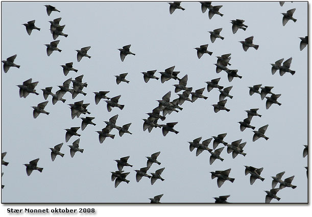 Str (Sturnus vulgaris)