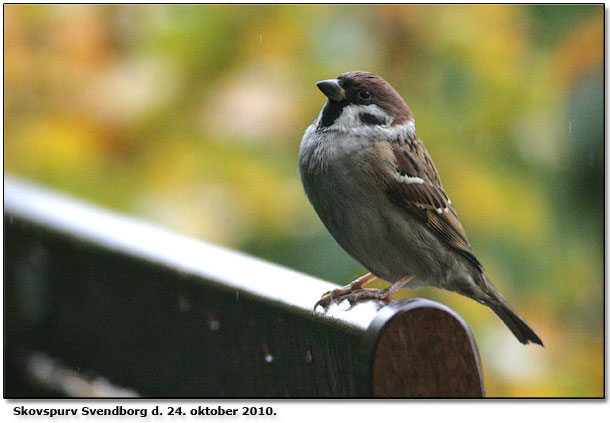 Skrivebordsobs af Skovspurv p en efterrsregnvejrsdag i oktober og tillige med fotograferet gennem vinduet!