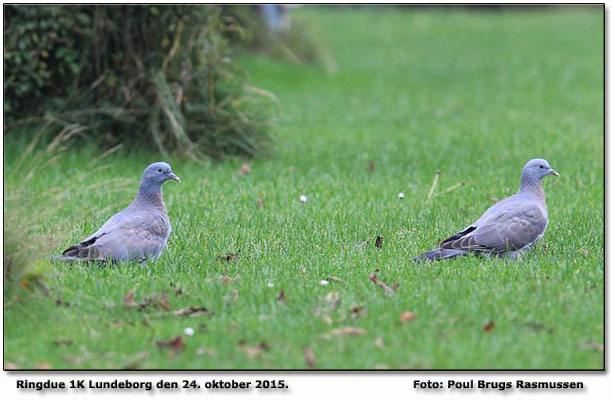 Unge ringduer Lundeborg         Foto: Poul Brugs Rasmussen