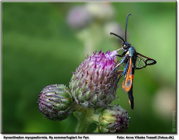 Red-belted Clearwing  Copyright 2006  Anne Vibeke Tossell 