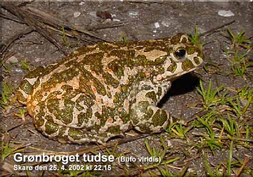 Grnbroget tudse (Bufo viridis) Skar den 25. april 2002. Hun