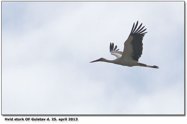 Hvis stork p returen til Sgaard Mose?