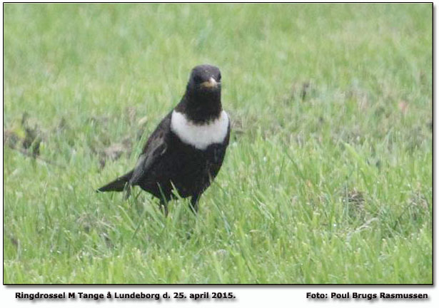 Ringdrossel Lundeborg Foto: Poul Brugs Rasmussen