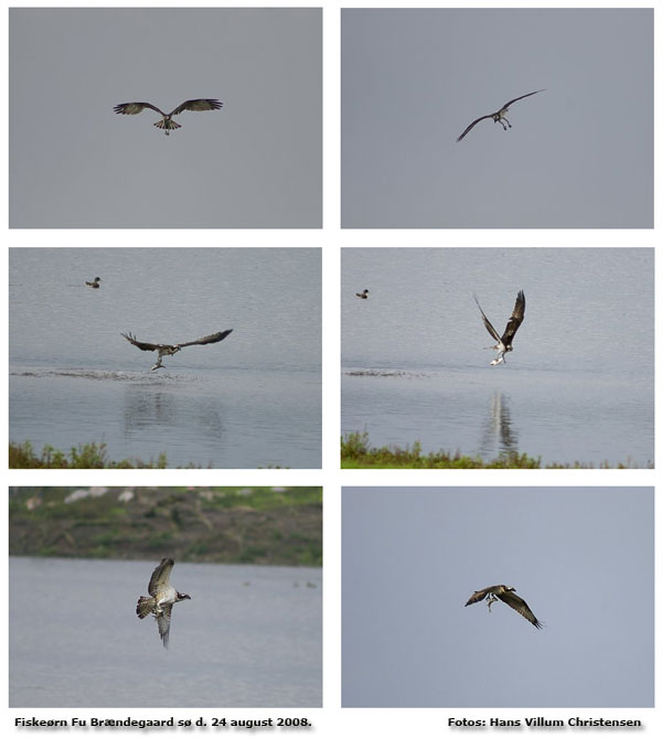 Fiskern fouragerer ved Brndegaard S. Fotos taget af Hans Villum Christensen