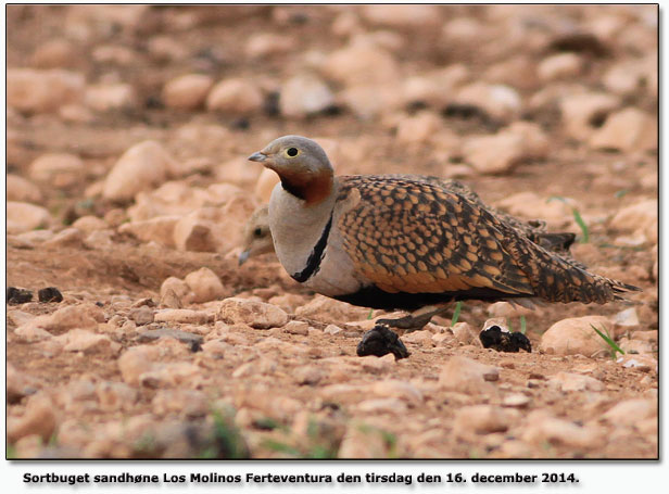 Sandhne Fuerteventura