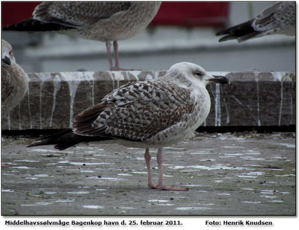 Middelhavsslvmge fundet, bestemt og fotograferet af Henrik Knudsen