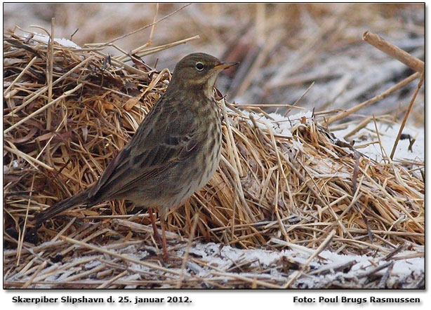 Skrpiber ved Slipshavn Foto: Poul Brugs Rasmussen