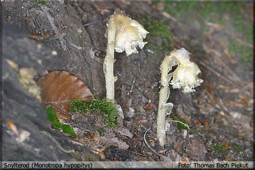 Snylterod (Monotropa hypopitys)