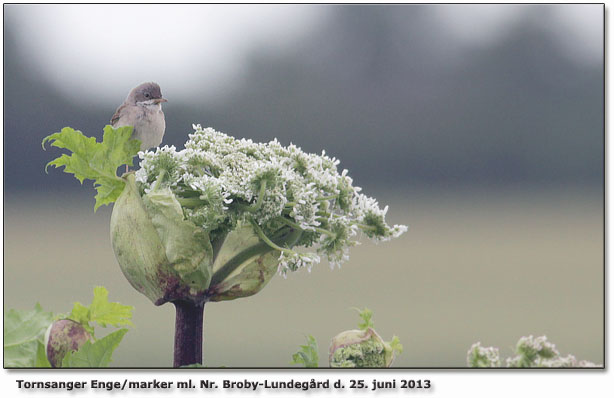 Tornsanger Odense  nord for Nr. Broby