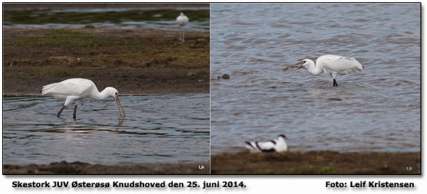 Skestork FU sters Foto: Leif Kristensen