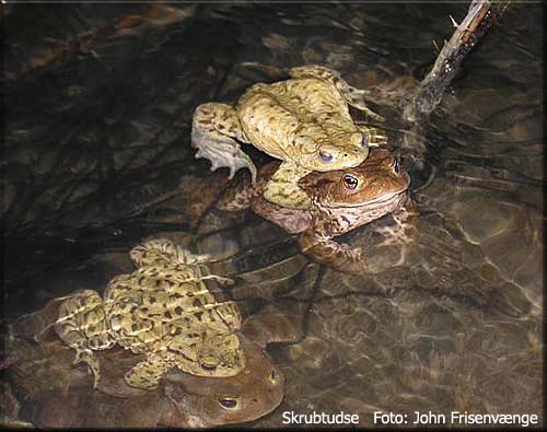 Skrubtudser i amplexus, Hvidovre