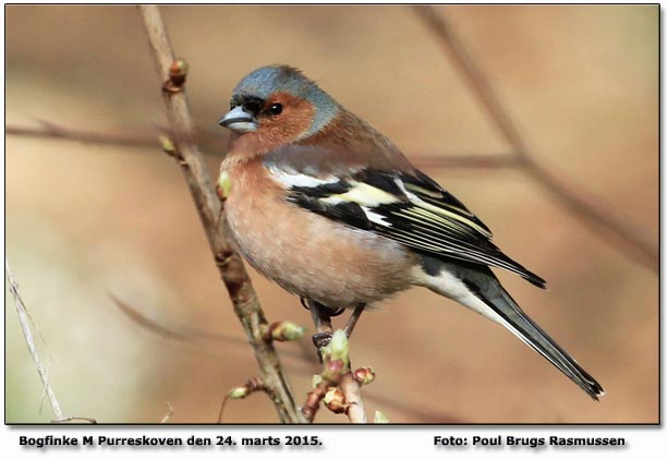 Bogfinke Foto: Poul Brugs Rasmussen