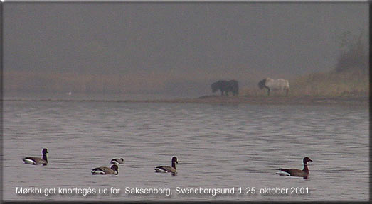 En lille familie af mørkbuget knortegås ud for Saksenborg, Svendborgsund den 25. oktober 2001.