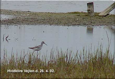 Hvidklire vejlen Store Bededag den 26. april 2002.