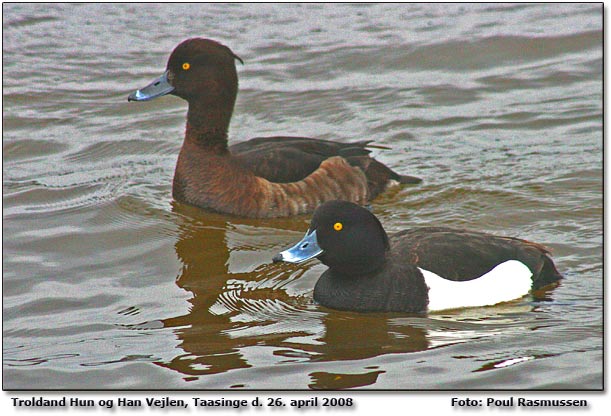 Troldand Hun og Hun.           Foto: Poul Rasmussen