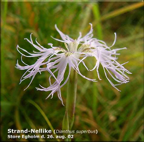 Strandnellike (Dianthus superbus) Sjlden p erne sjlden i N.& .Jyll ej i vrige DK