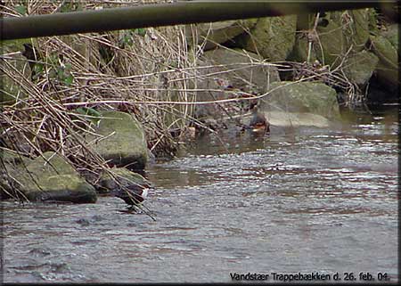 Vandstr, Trappebkken, Svendborg