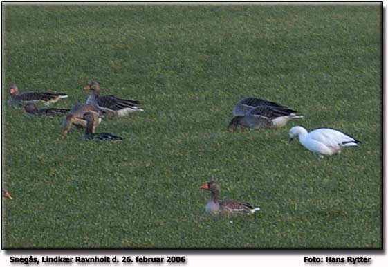 Grgs og Snegs ved Lindkr.                  Foto: Hans Rytter